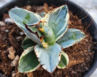 Alba Variegated Titanota Black and Blue - チタノタ ブルー Alba Variegated Titanota Black and Blue - チタノタ ブルー