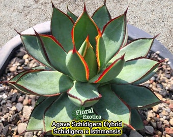 Agave Schidigera Hybrid  - アガベハイブリッド - New Introduction - 龍舌蘭専門店 - US Stock - 植物検疫証明書付きで出荷