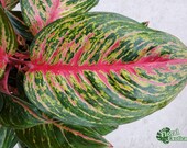 Red Emerald Aglaonema, Overgrown 6 quot pot