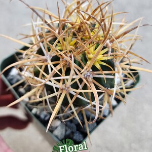 Rare Ferocactus Chrysacanthus Slow Growing Rare form with Red Core Spines Very Large Size 3" Starter Plant