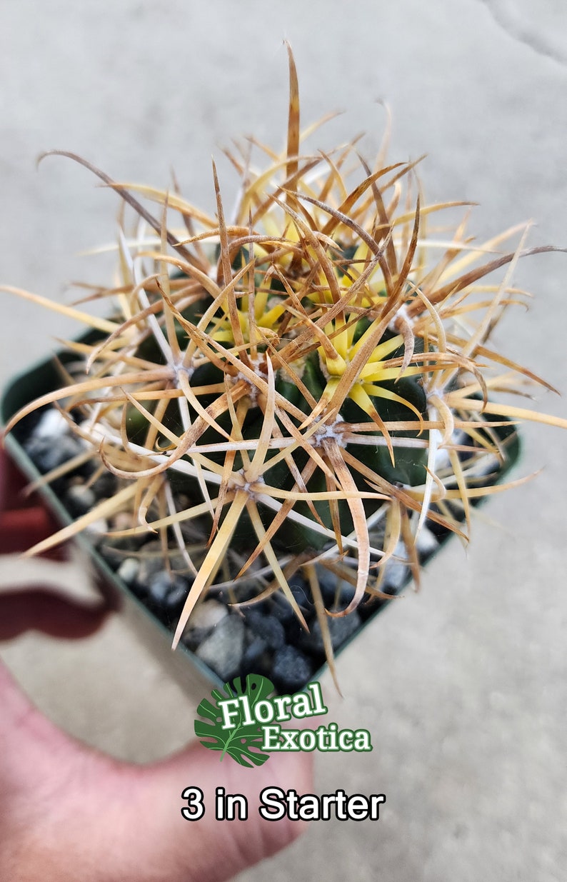 Rare Ferocactus Chrysacanthus Slow Growing Rare form with Red Core Spines Very Large Size 3" Starter Plant