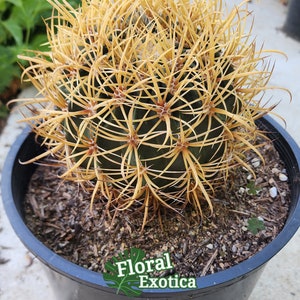 Rare Ferocactus Chrysacanthus Slow Growing Rare form with Red Core Spines Very Large Size image 4