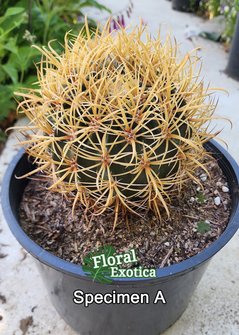 Rare Ferocactus Chrysacanthus Slow Growing Rare form with Red Core Spines Very Large Size image 4