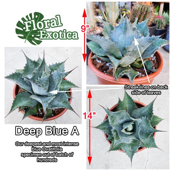 Ovatifolia blue Frost Whale's Tongue Agave - Etsy