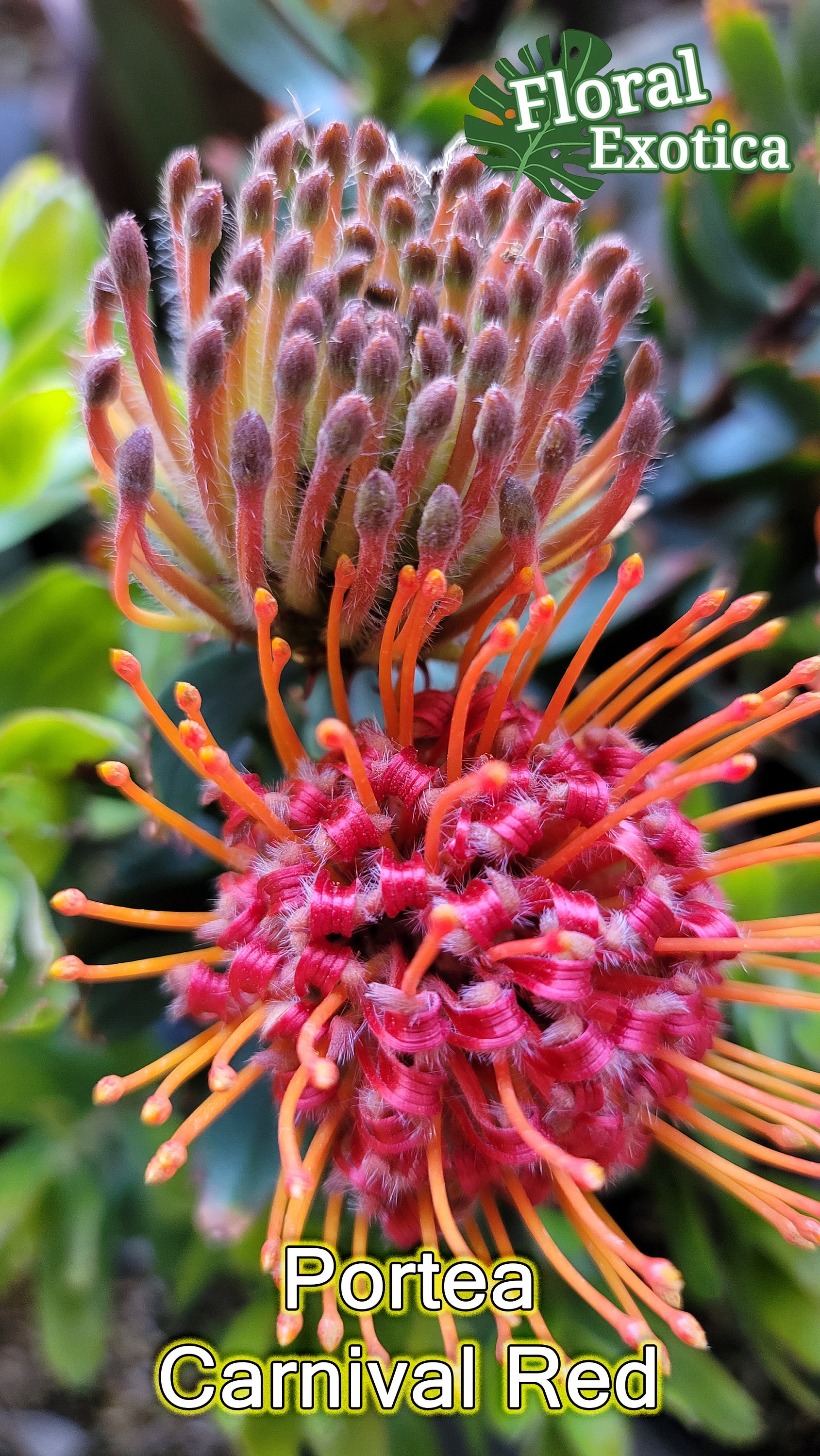 Portea Pincushion Carnival Red Leucospermum Etsy