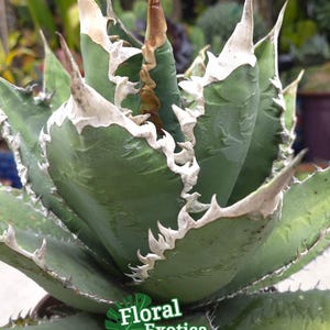 Titanota spp.  - Dekorative Titanota für Sammler - Schneller US Versand