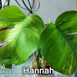 May include: Close-up of two large, vibrant green leaves with yellow variegation. The leaves have a unique shape with fenestrations. The text "Hannah" is displayed in white. The logo "Floral Exotica" is in the bottom left corner.