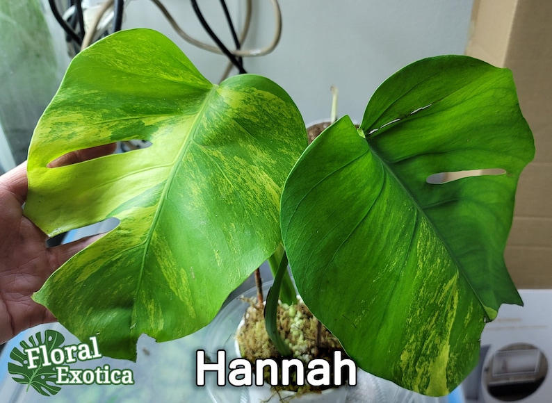 May include: Close-up of two large, vibrant green leaves with yellow variegation. The leaves have a unique shape with fenestrations. The text "Hannah" is displayed in white. The logo "Floral Exotica" is in the bottom left corner.