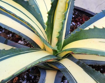 Agave Salmiana var. Ferox Mediopicata 'Alex' - アアガベ サルミアナ