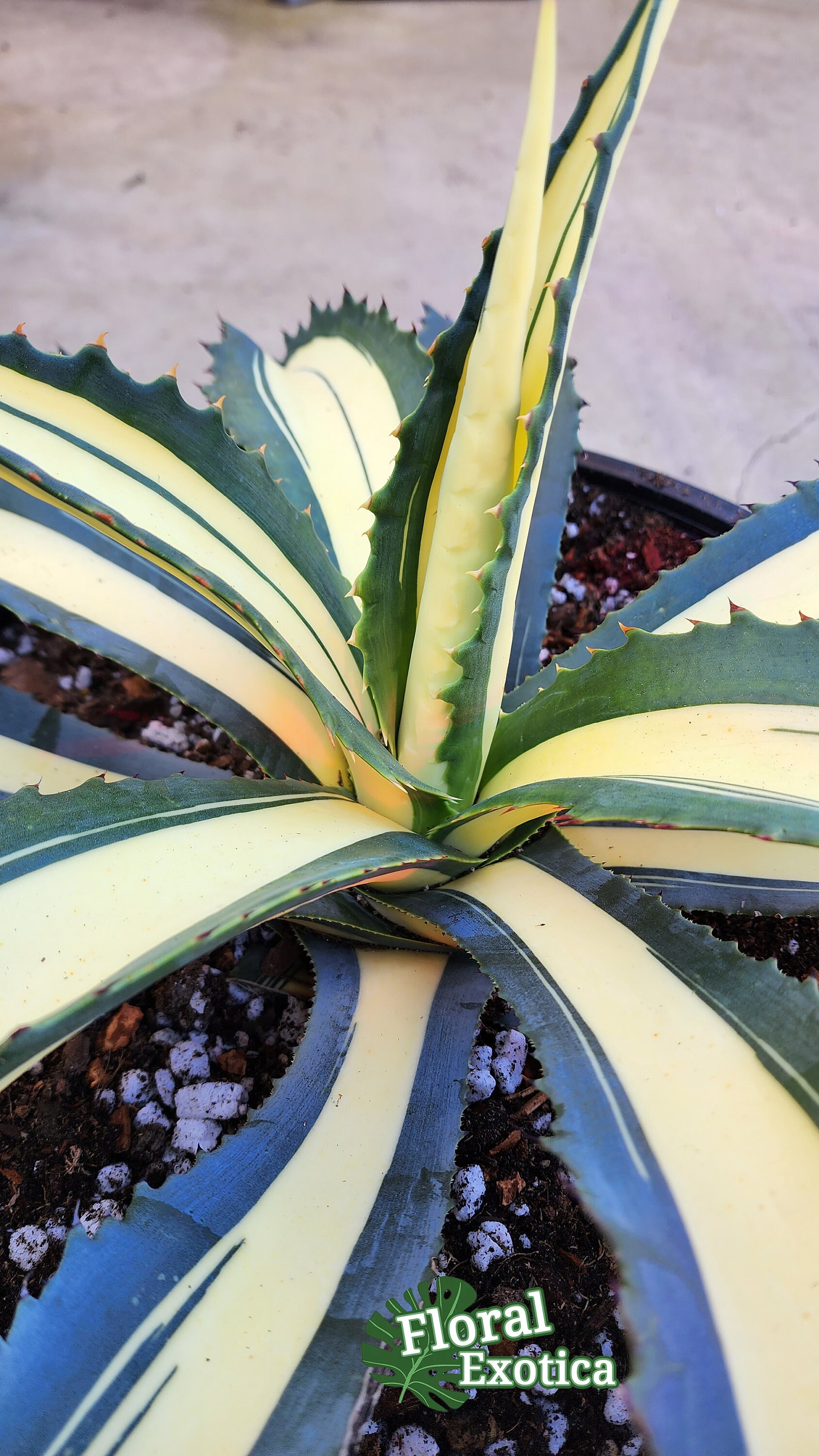 アガベ フェロックス白中斑 Agave Salmiana var. Ferox Mediopicata 'Alex' - アアガベ サルミアナ