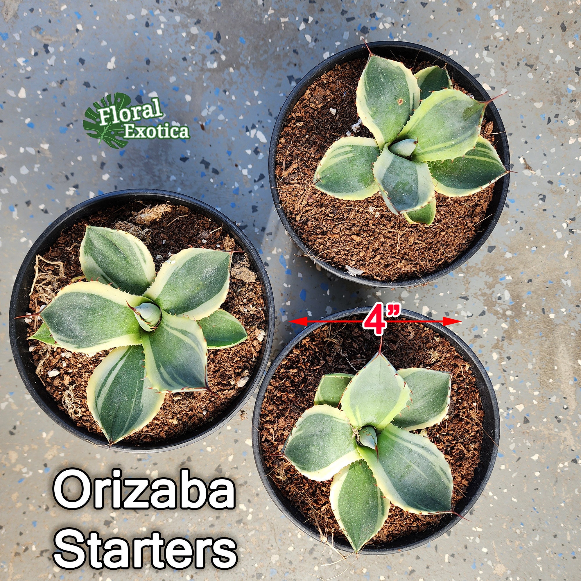 Agave Parryi Truncata 'Orizaba' - アガベ パリー トランカタ Agave Parryi Truncata 'Orizaba' - アガベ パリー トランカタ