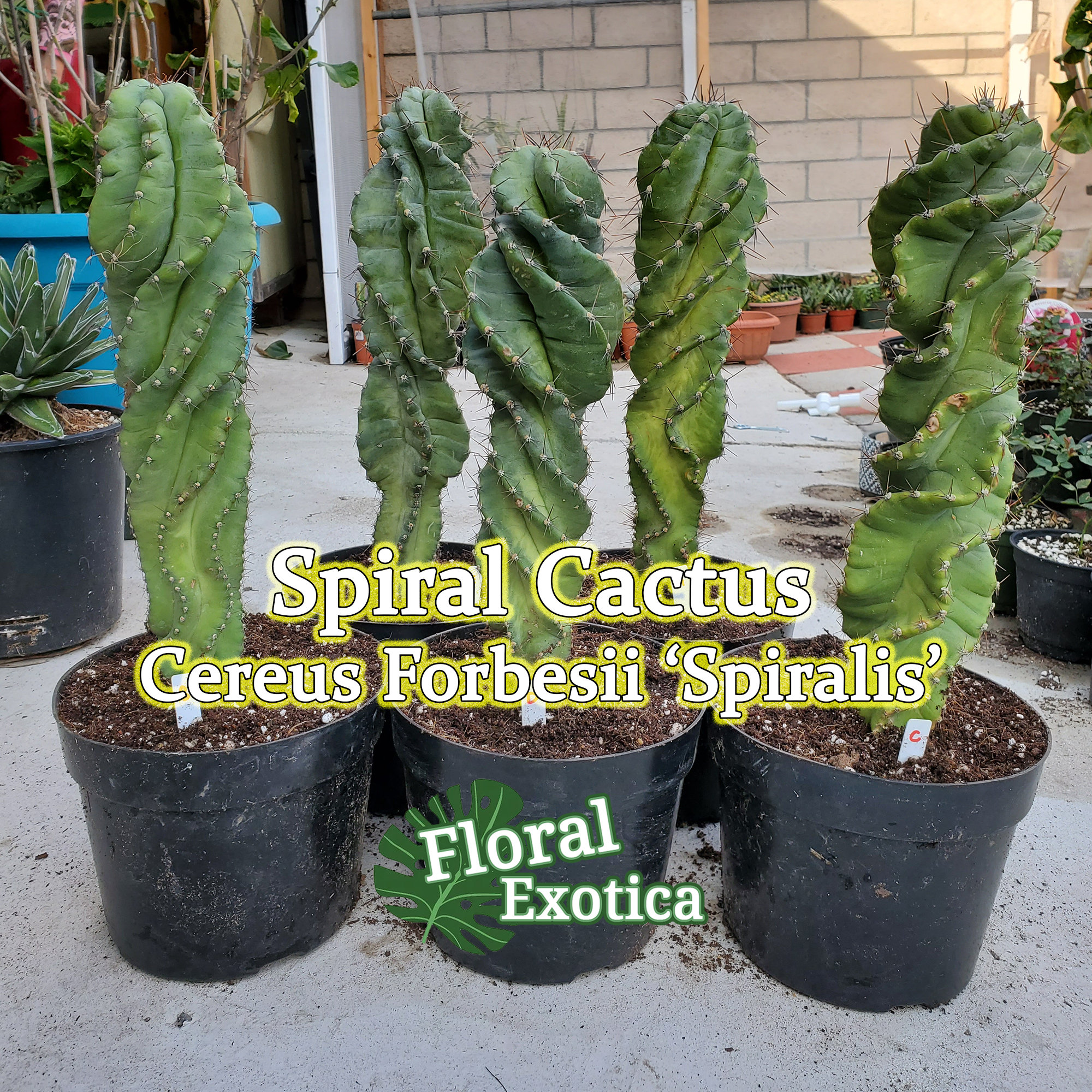 Large Forbessi 'Spiralis' Spiral Cactus Premium Etsy