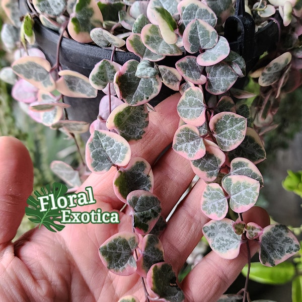 Variegated String of Hearts - Ceropegia woodii - Beautiful Trailing Plant - Free US Shipping