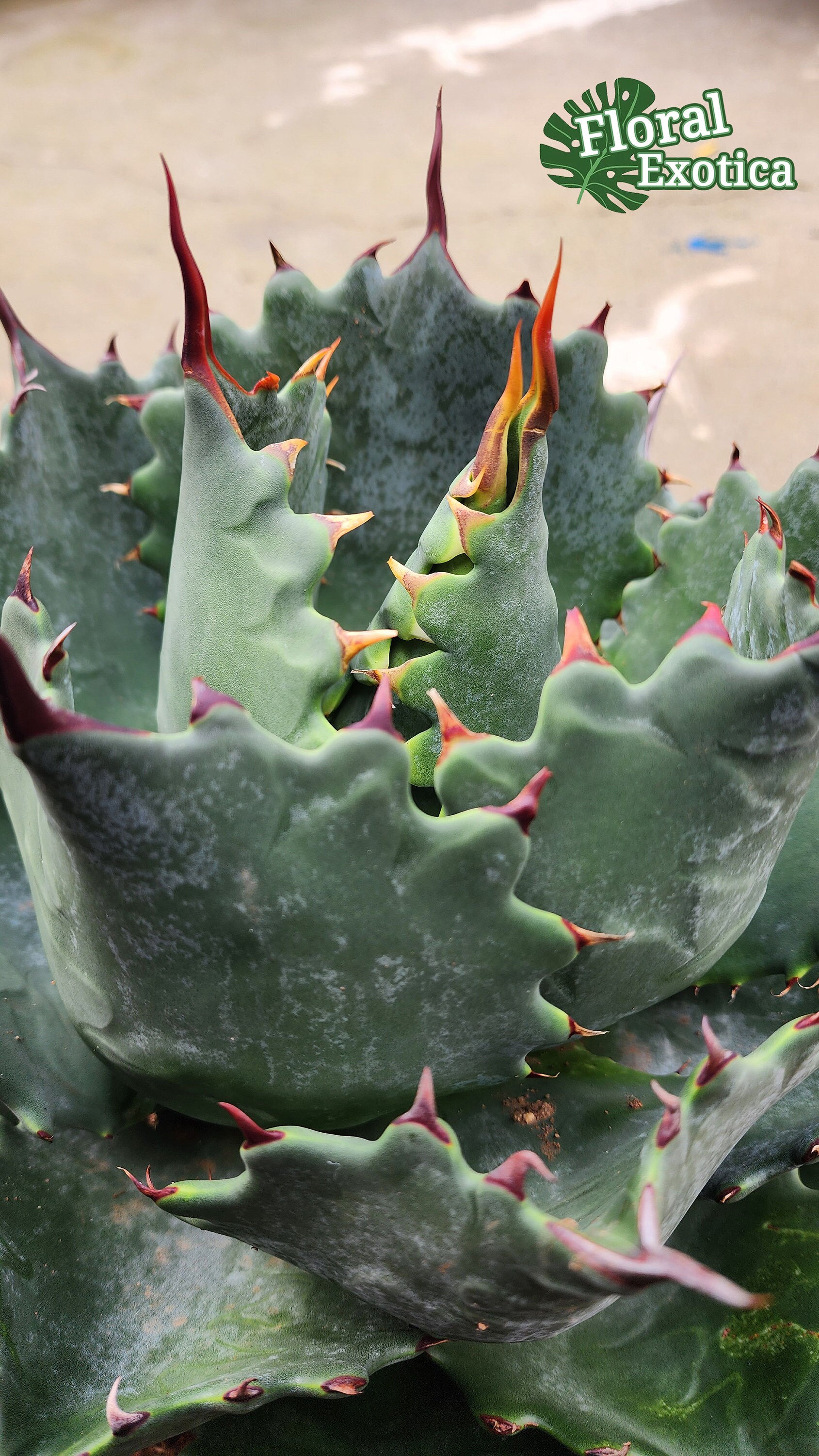 New Agave Hybrid Margaritae X Parrasana -【新着】アガベ