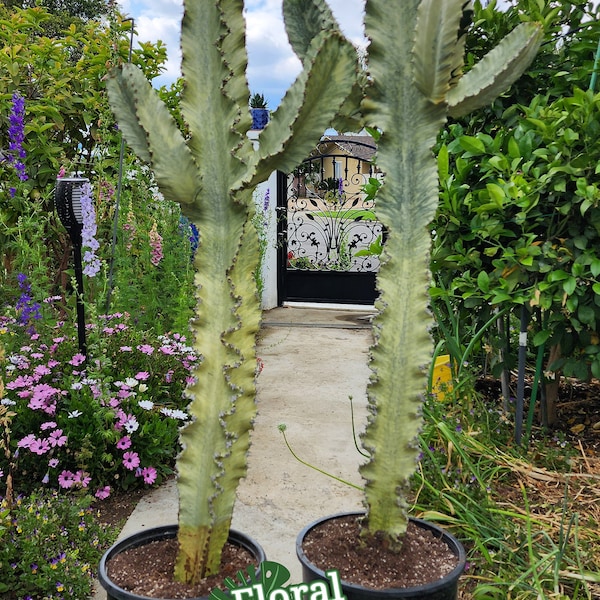 Bunte Euphorbia Eritrea Emerald Ripples - Wavy Edge Kaktus - Architekturkaktus - Afrikanischer Kandelaber