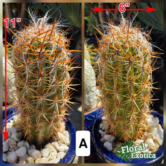 Oreocereus Celsianus Cactus  Old Man of Andes, Orange Spines with White  Hair - Etsy.de