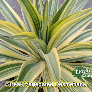 Streak Variegated Agave Desmetiana: Collectible Plant Pup