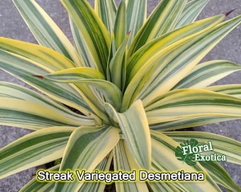 Agave Variegated Ovatifolia 'orca' Rare (EXACT PLANT) - Etsy Agave Variegated Ovatifolia 'orca' Rare (EXACT PLANT) - Etsy