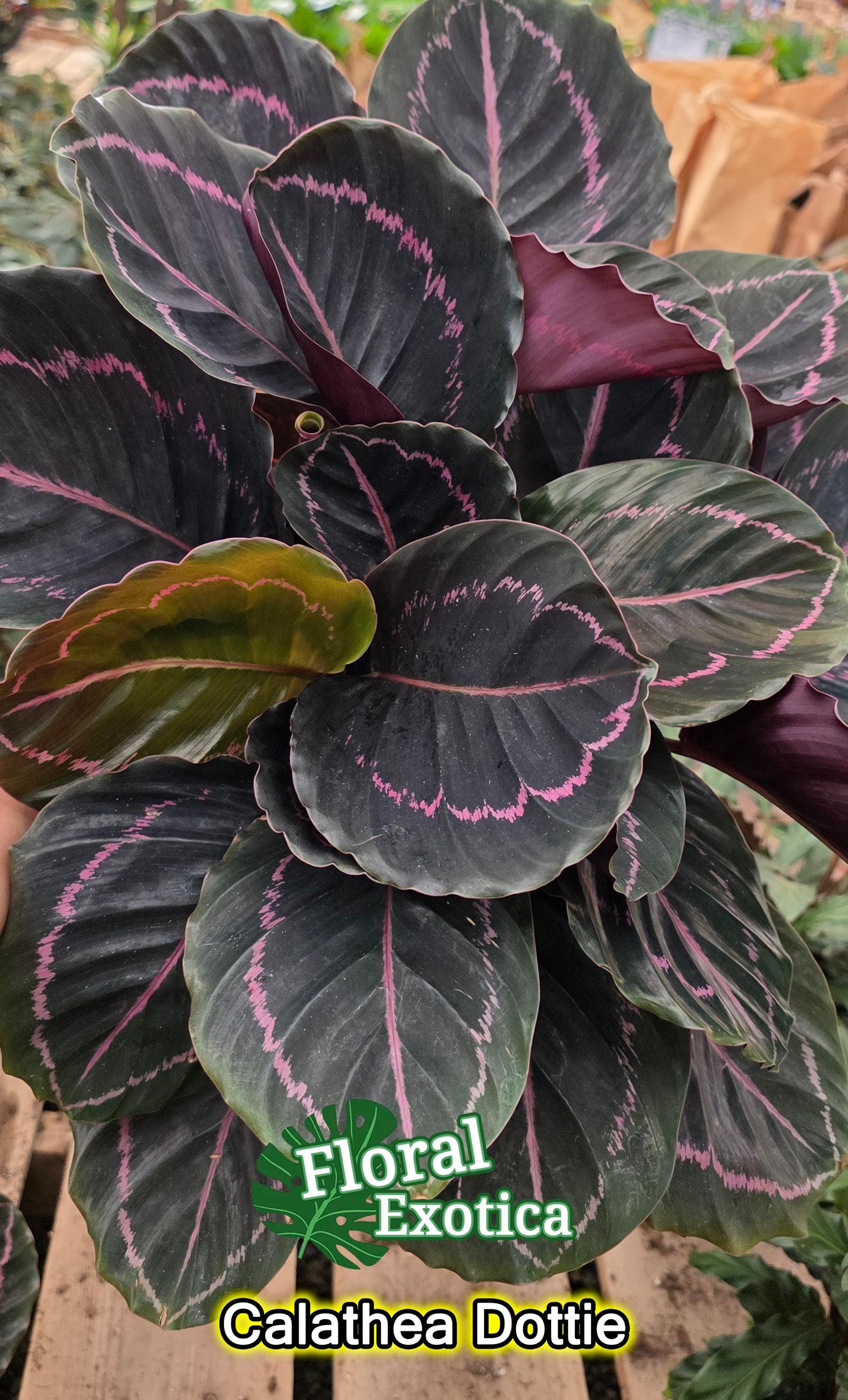 Peacock calathea - Etsy.de