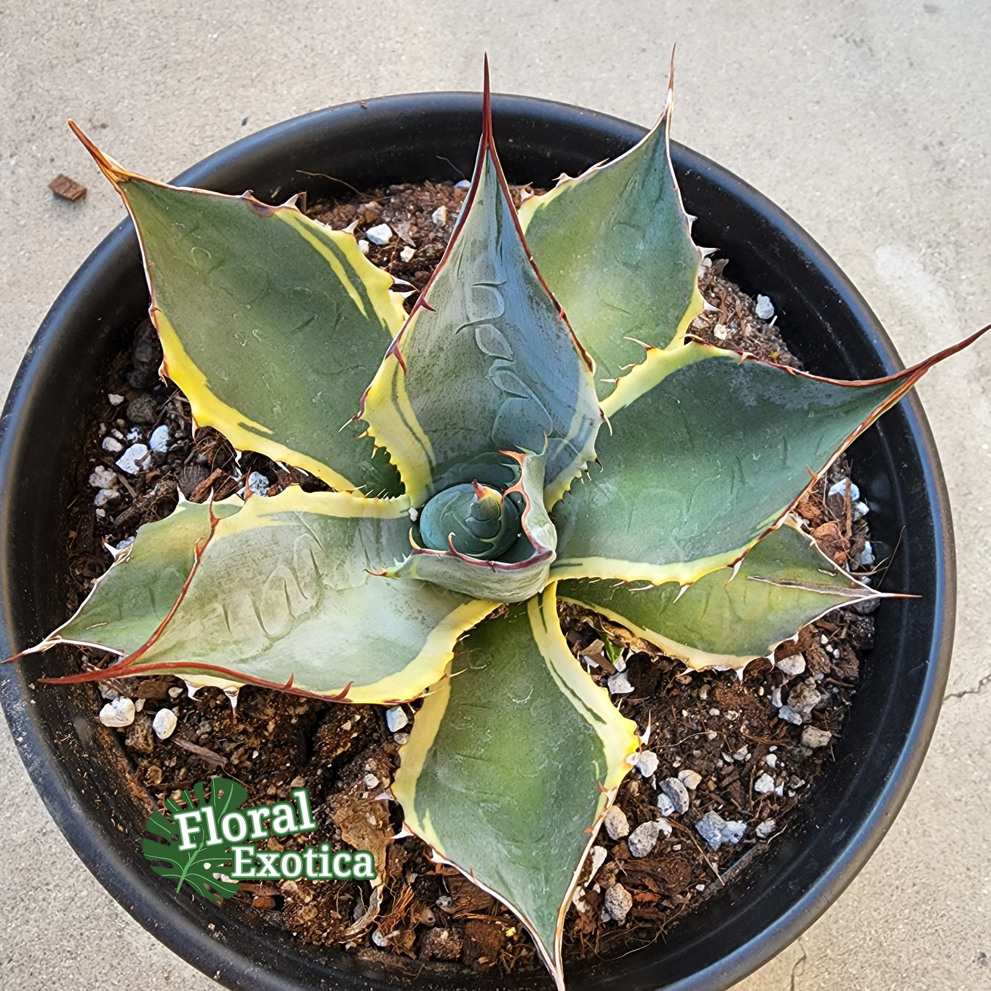 Agave Parasana×Ishmensis hybrid パライシ Agave Parasana×Ishmensis hybrid パライシ