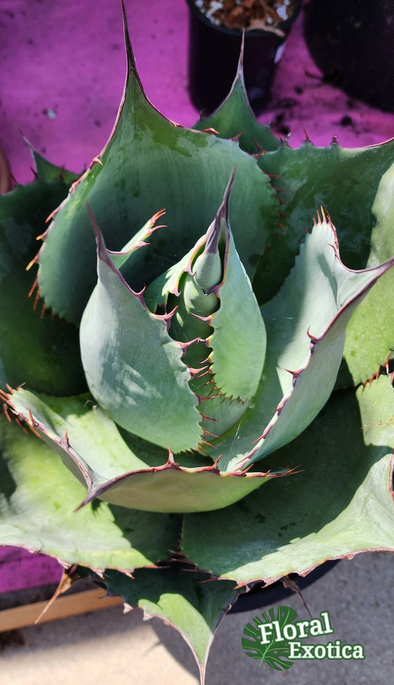 アガベ　パラサナ アガベ パラサナ Agave parrasana 19