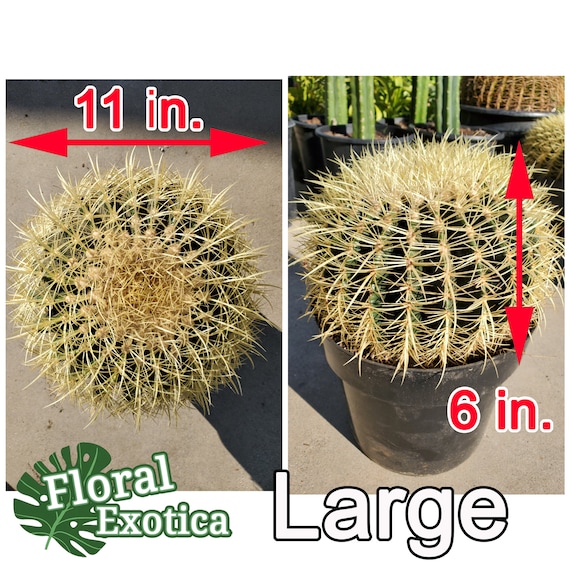 Large Golden Barrel Cactus Echinocactus Grusonii Cactus.