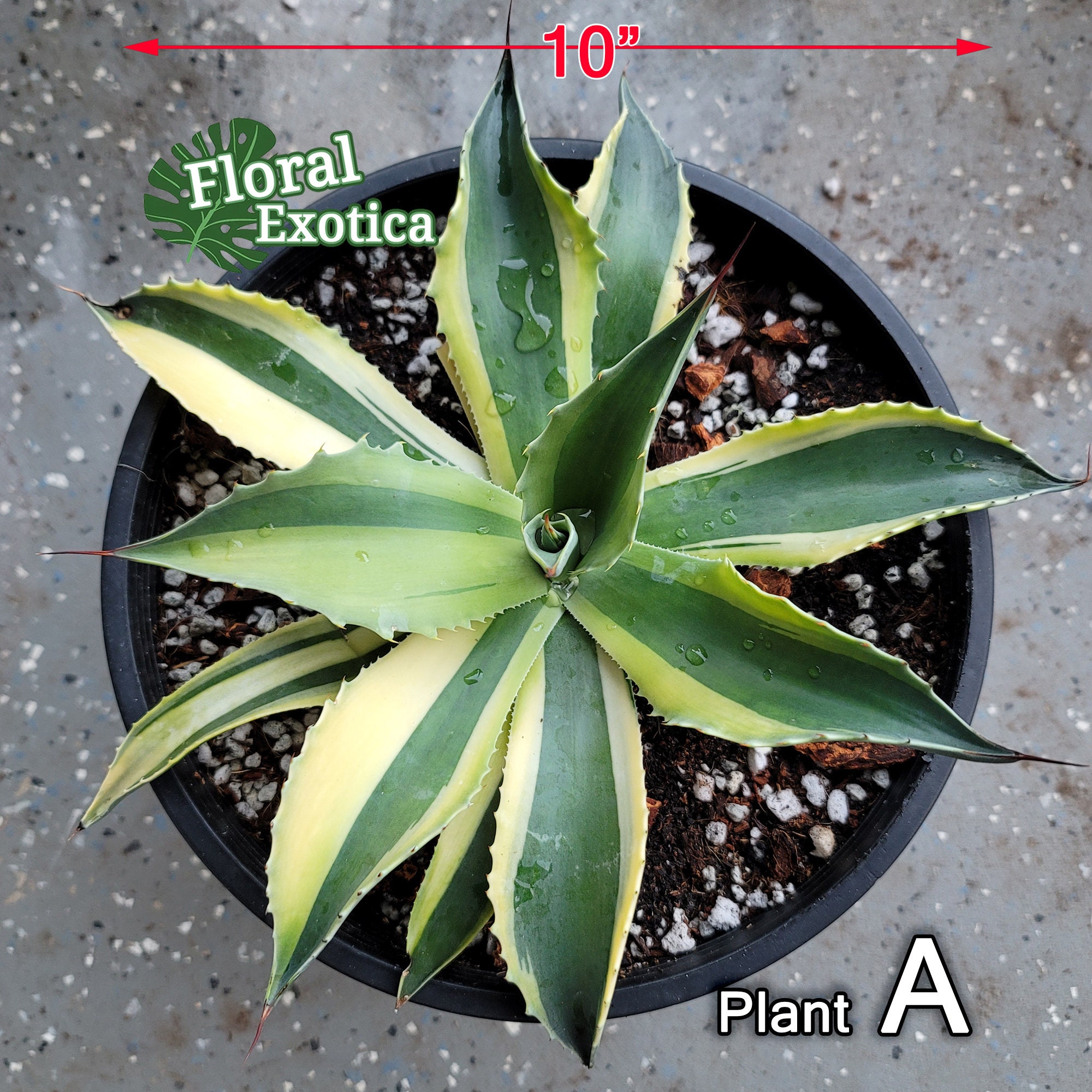 Ovatifolia 