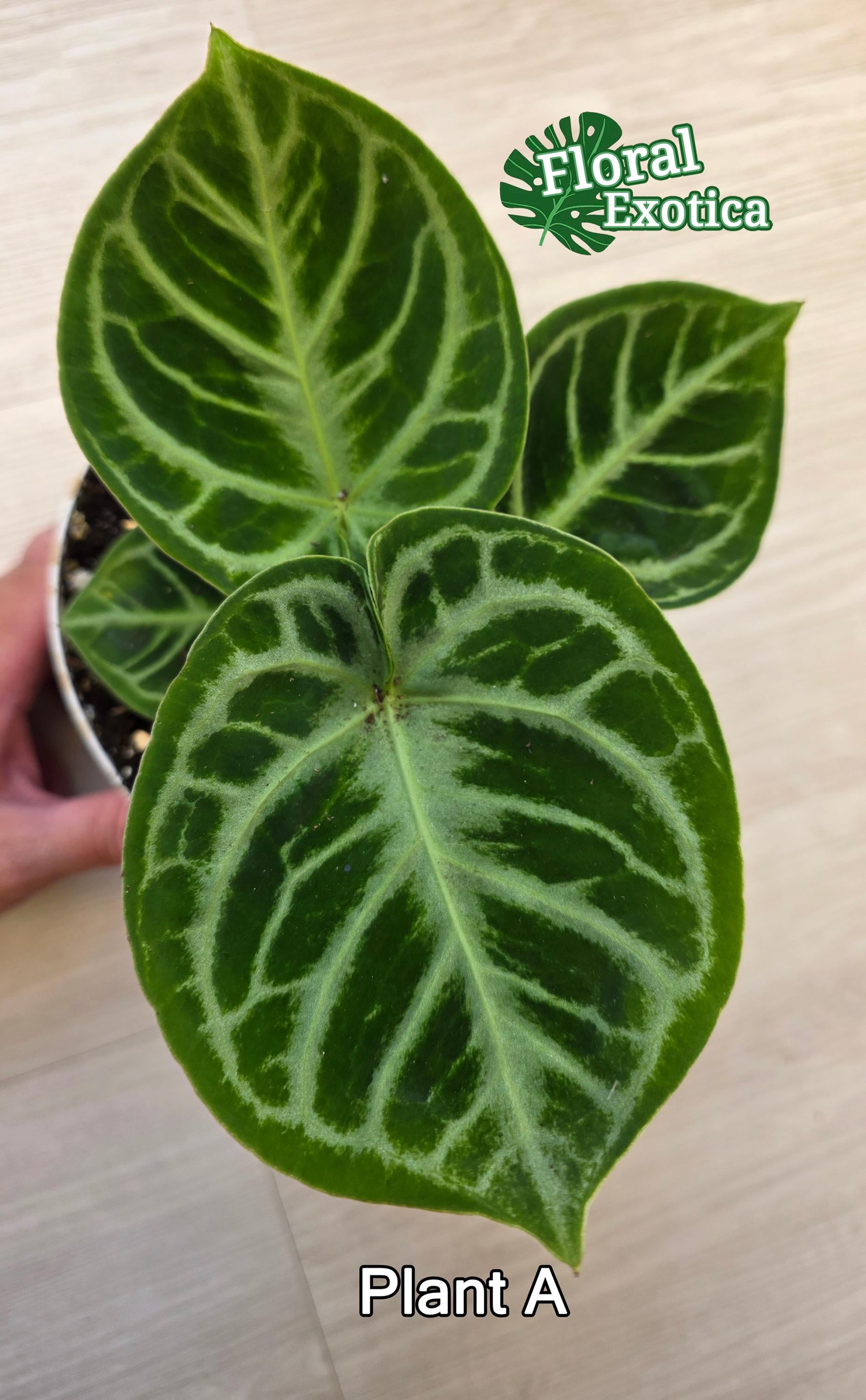 Anthurium Dorayaki - Ornamental Foliage - - Etsy