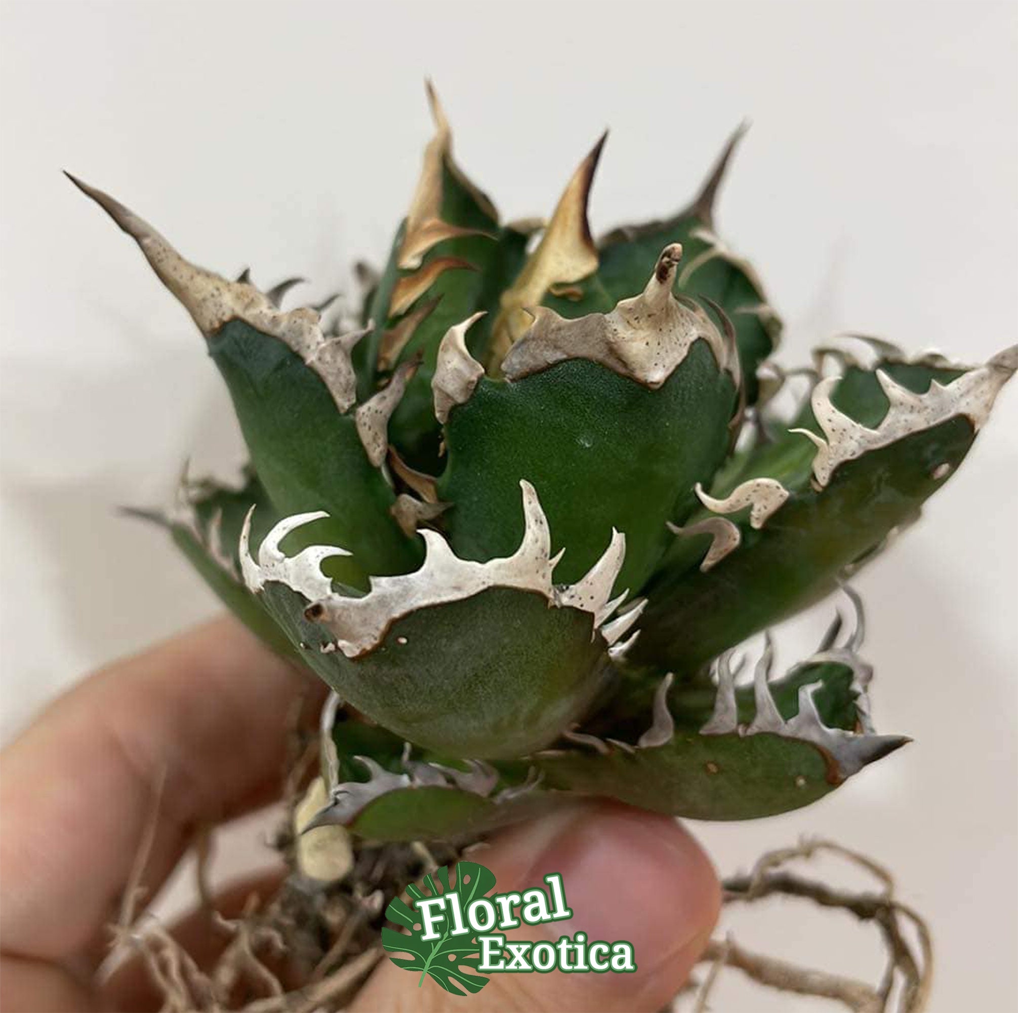 Agave Titanota 'red Catweazle' - 