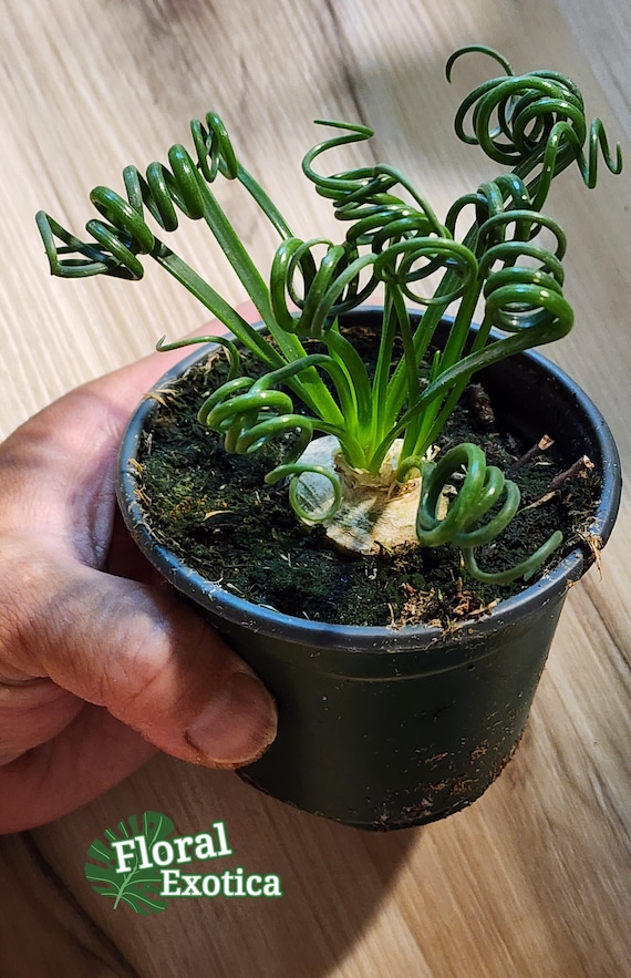 シペリウジウム　カルルム　【蘭科アツモリ草属】シンガポールラッフル Albuca Spiralis - Frizzle Sizzle - Curly Grass with Yellow Scented