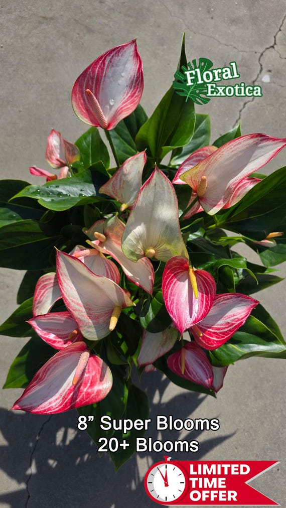 Anthurium Livium: Award-winning Novelty Plant - Etsy