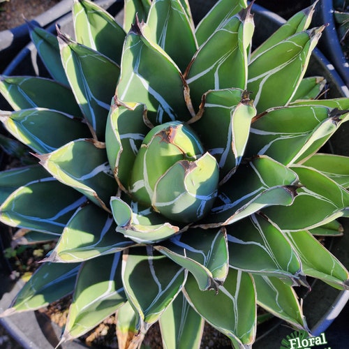 Agave Ferdinandi-Regis - Agave Nickelsiae - King of Agaves - Triangular Leaves with White Silver Marking - Unusual
