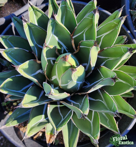 Agave Ferdinandi-regis - Agave Nickelsiae - King of Agaves