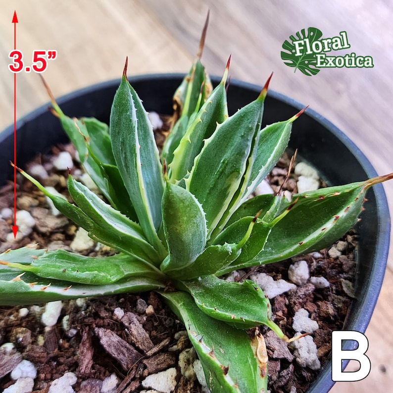 Agave Potatorum Cubic Alba Variegated アガベ ポタトラム キュービック錦 希少株 斑入り 希少植物 Rare 龍舌蘭専門店 Specialty Agave Shop US Stock 植物検疫証明書付きで出荷 Bild 8