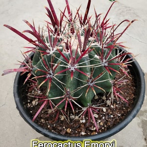 Emoryi&#39;s Barrel Cactus - Ferocactus - Traveler&#39;s Friend - XL Solitary Barrel Cactus - Bare Root, Free Shipping