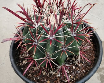 Emoryi's Barrel Cactus - Ferocactus with Red Hooked Spines - For Collection