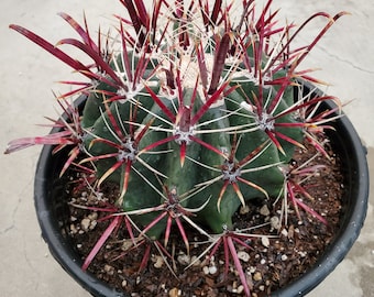 Emoryi's Barrel Cactus - Ferocactus - Traveler's Friend - XL Solitary Barrel Cactus - Bare Root, Free Shipping