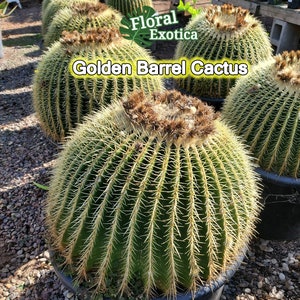 Large Golden Barrel Cactus - Echinocactus grusonii Cactus. Bare Root, Free Shipping