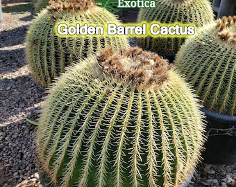 Large Golden Barrel Cactus - Echinocactus grusonii Cactus. Bare Root, Free Shipping