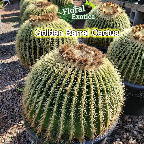 Large Golden Barrel Cactus Echinocactus Grusonii Cactus. picture
