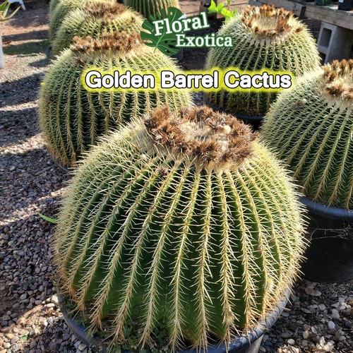 Large Golden Barrel Cactus Echinocactus Grusonii Cactus. picture