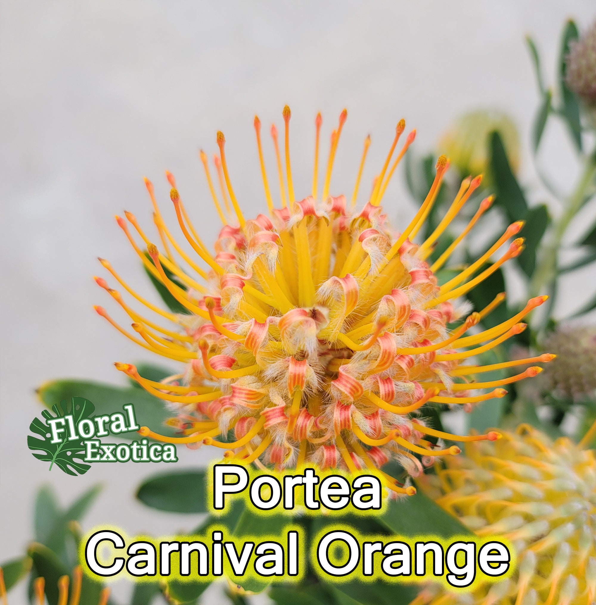Portea Pincushion Carnival Orange Leucospermum Etsy