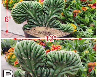 Crested Pedro Cactus - Locally Grown - Fast US Shipping