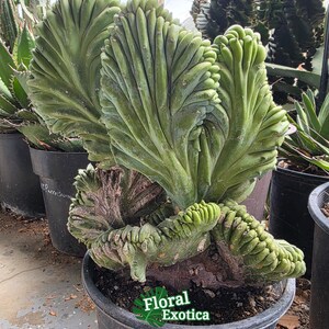 Myrtillocactus Geometrizans Cristatus - Garambullo Cactus - Desert Blue Candle - Rare Crested Cactus - Exact Specimen - US Shipping