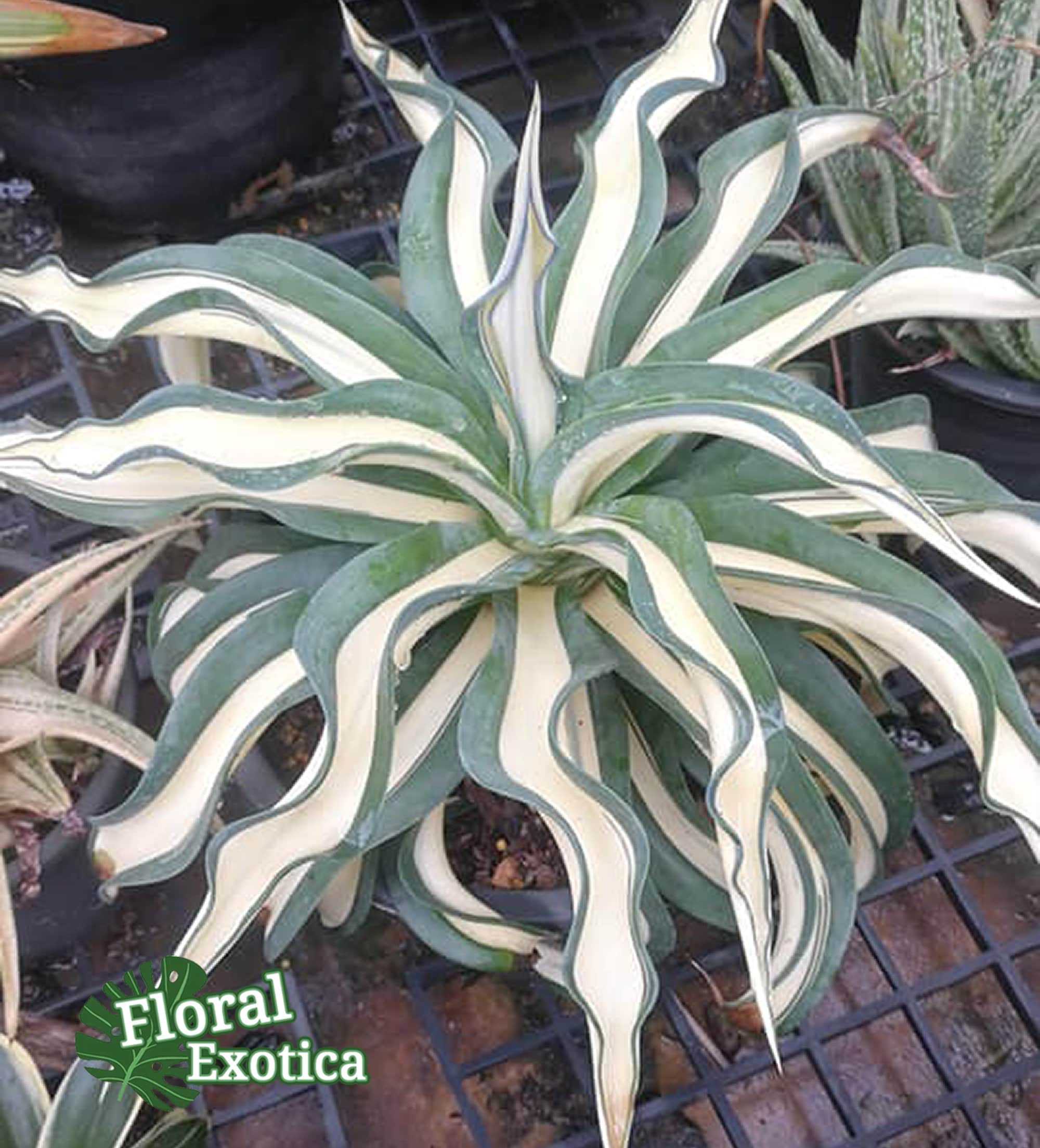 アガベ デスメティアナ 'merge teeth' / クロコダイル アガベ デスメ