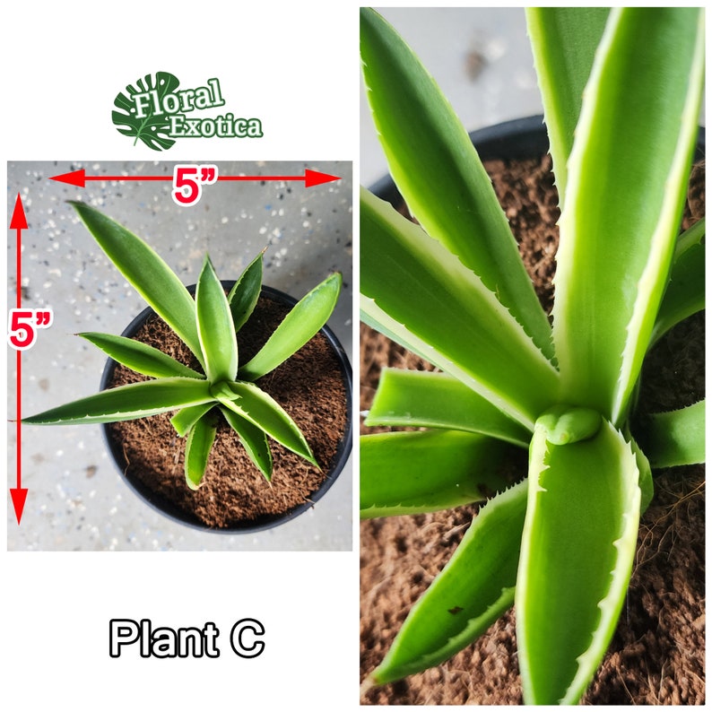 Agave Potatorum Cubic Alba Variegated アガベ ポタトラム キュービック錦 希少株 斑入り 希少植物 Rare 龍舌蘭専門店 Specialty Agave Shop US Stock 植物検疫証明書付きで出荷 C