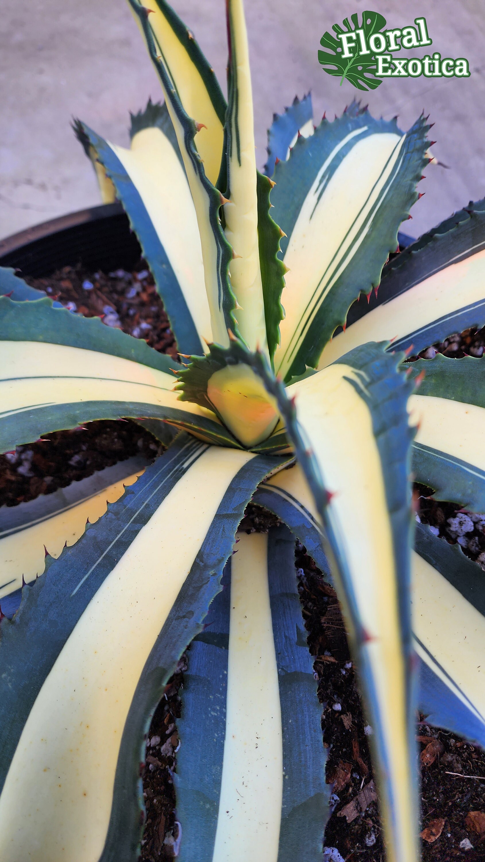 Agave Salmiana var. Ferox Mediopicata 'Alex' - アアガベ サルミアナ