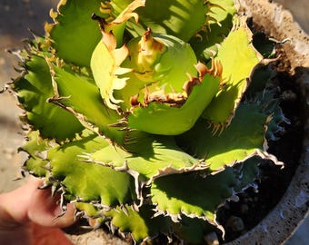 Titanota Filigree Agave - Compact Collector Specimen - Exact Plant