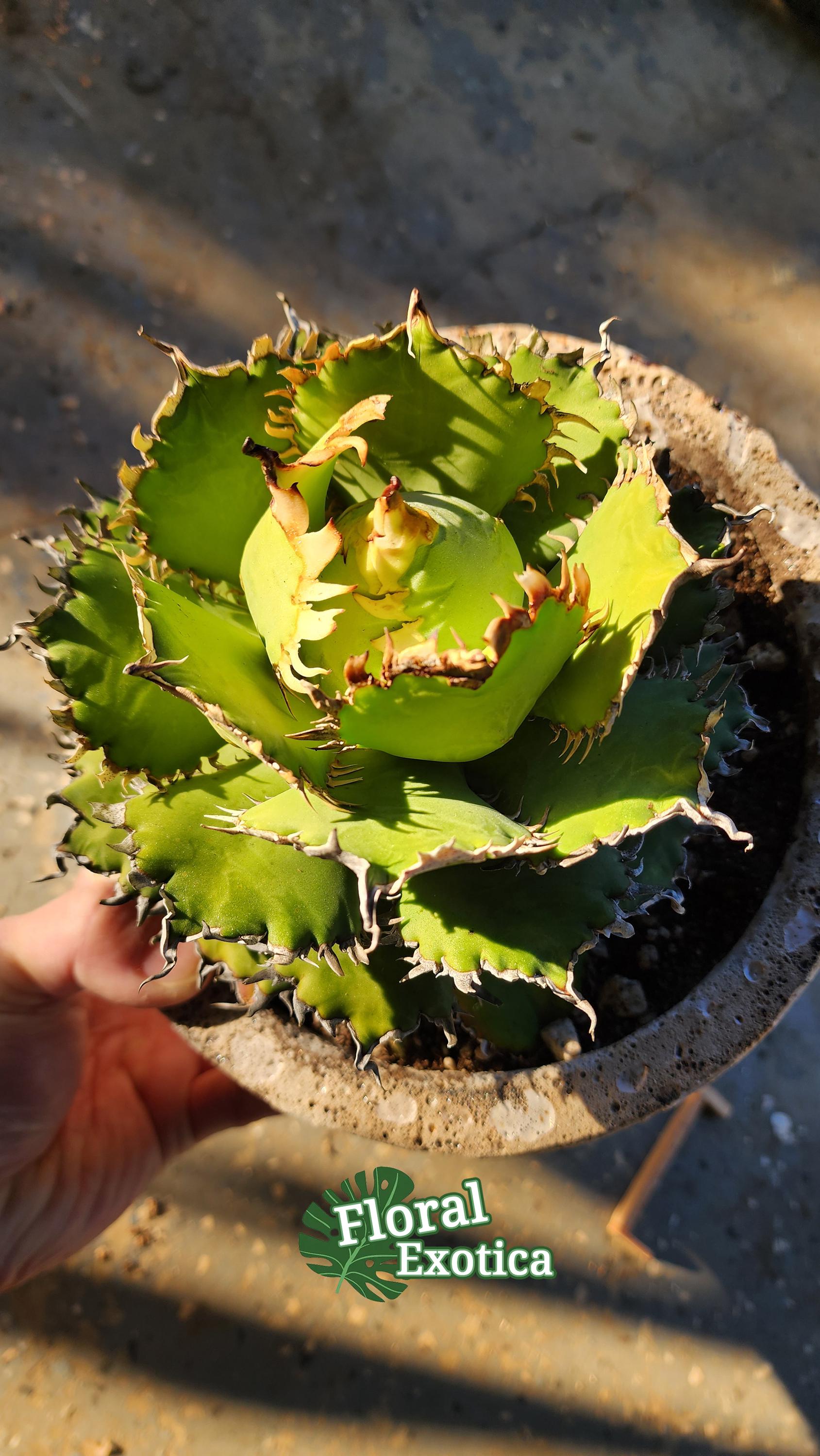 Titanota Filigree Agave - Compact Collector Specimen - Exact Plant