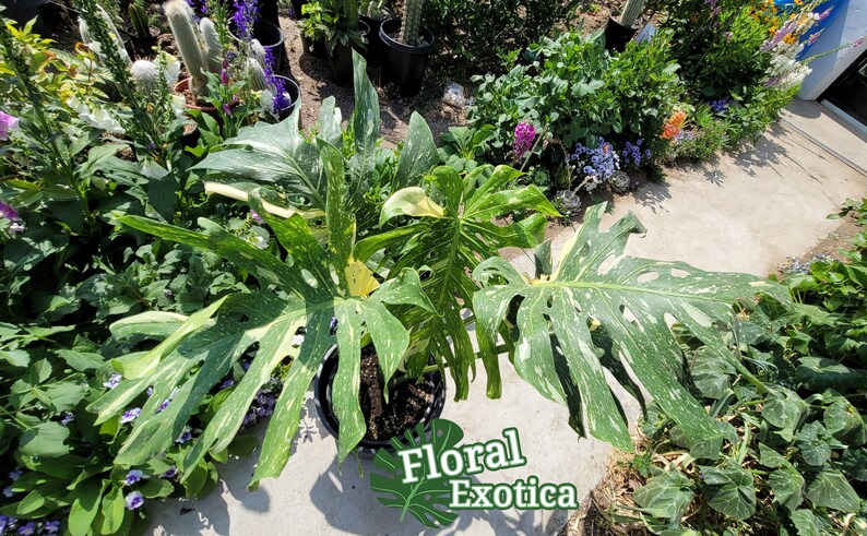 high quality and discount sale Giant Size Variegated
